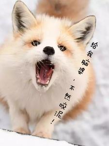 小狐狸追妻记